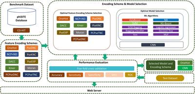 iProm-phage: A two-layer model to identify phage promoters and their types using a convolutional neural network